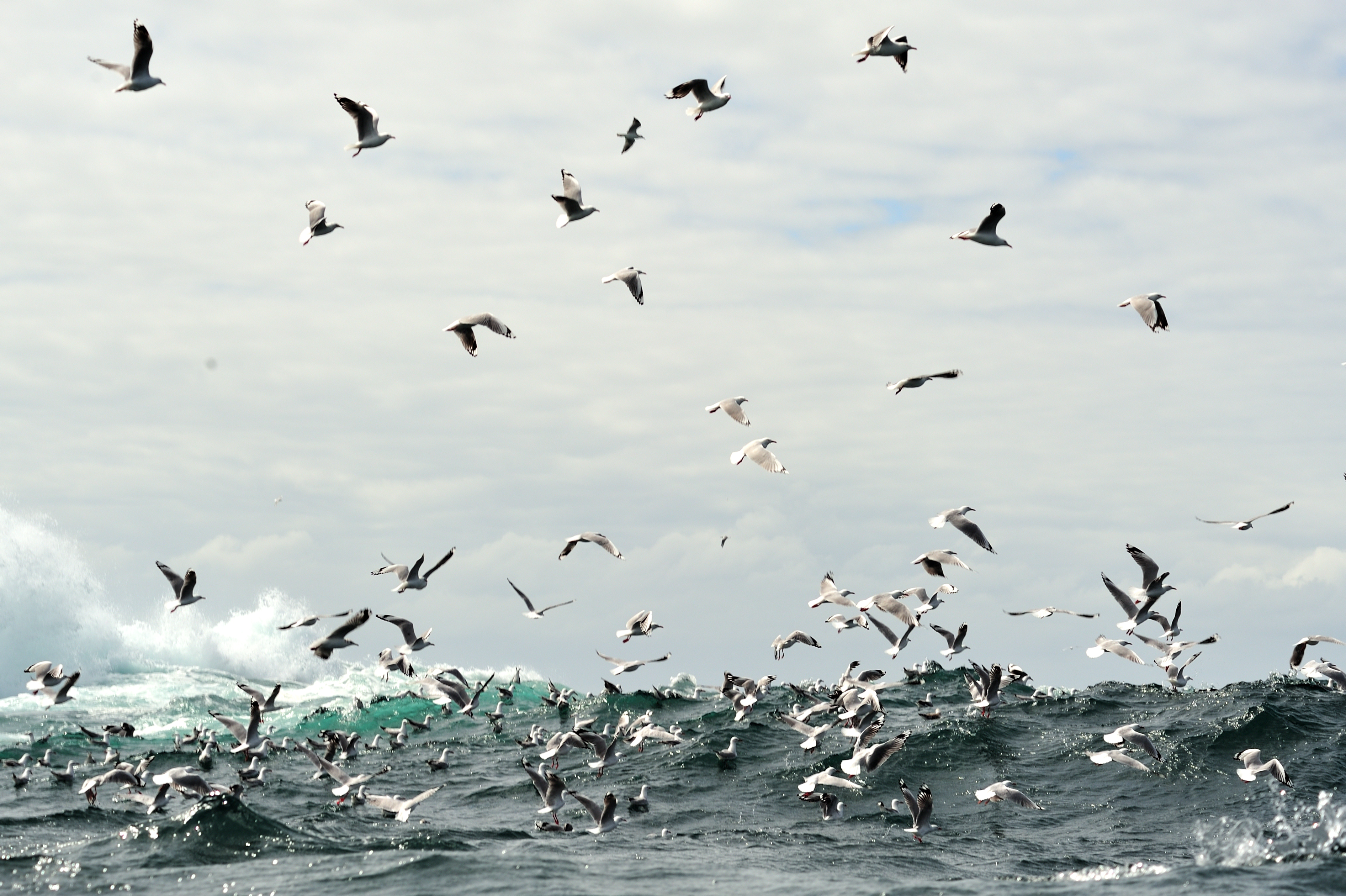 wollongong-environs Photography