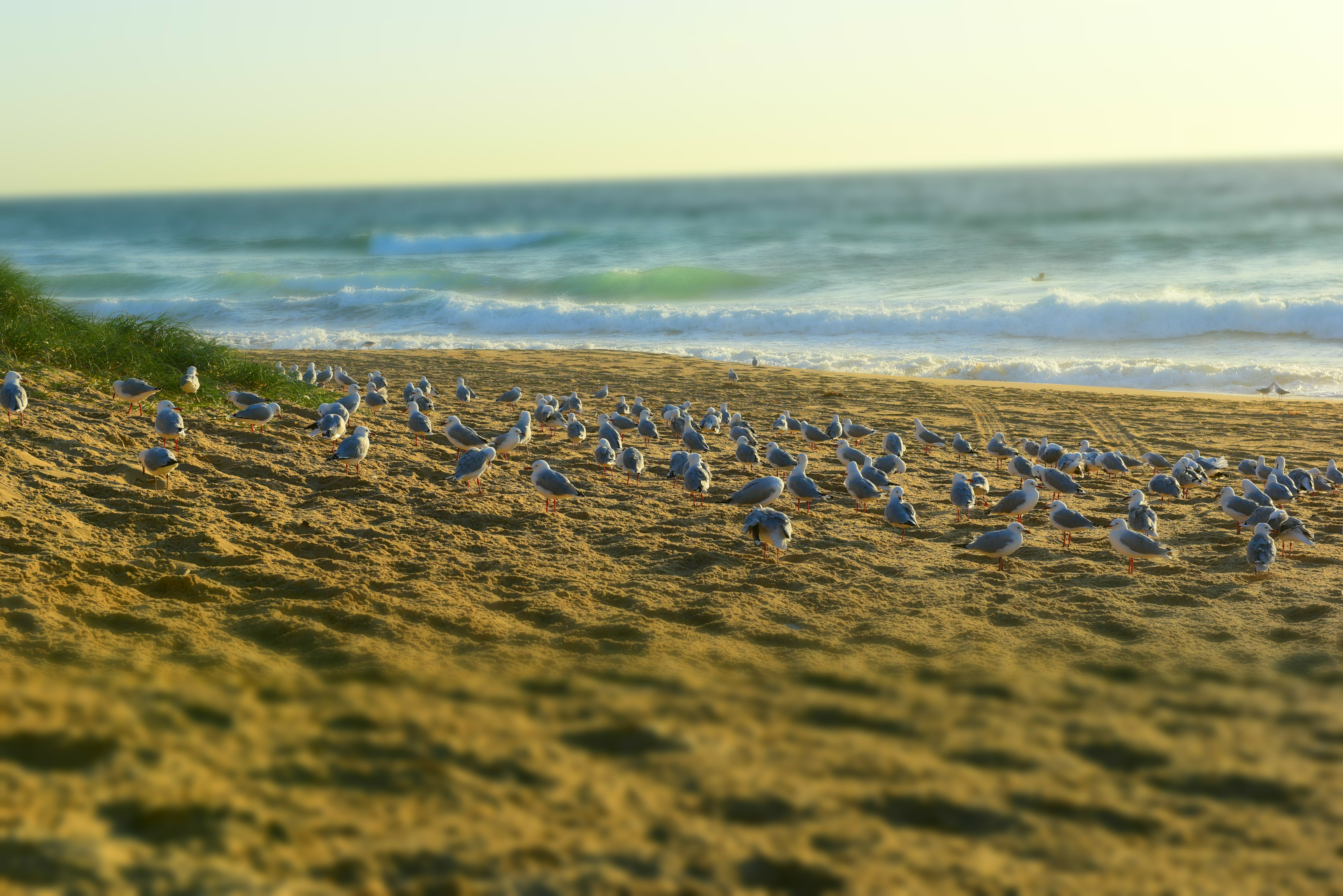 wollongong-environs Photography